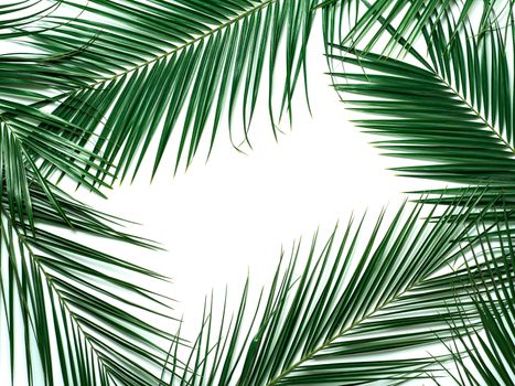 Palm leaves isolated on white background. Tropical leaves top view or flat lay. Tropical background, copy space in center for text or design. Tropical palm leaves,jungle leaf floral pattern background