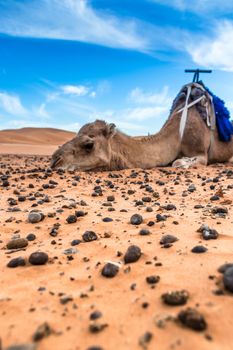 Merzouga in the Sahara Desert in Morocco