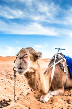 Merzouga in the Sahara Desert in Morocco