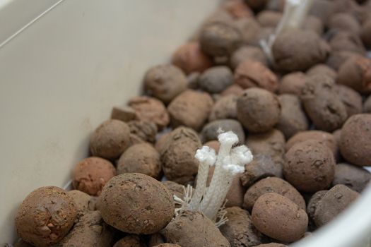 Expanded clay on a white flowerpot in preparation for planting some herbs