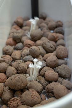 Expanded clay on a white flowerpot in preparation for planting some herbs