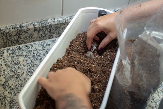 Woman handling soil on a plastic flowerpot while planting some herbs at home