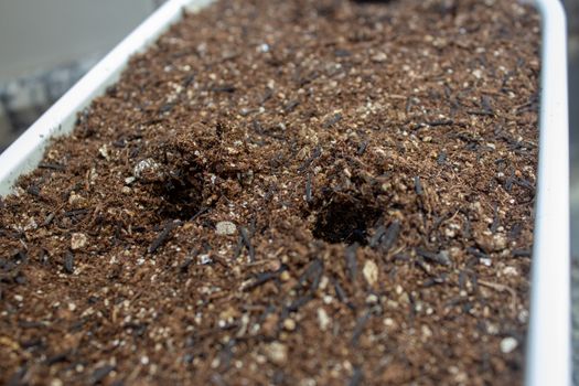 Holes on the soil of a home garden for planting some herbs