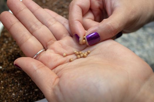 Herb seeds on a woman's hand palm with flowerpot on the background