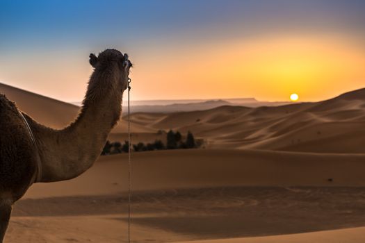 Merzouga in the Sahara Desert in Morocco