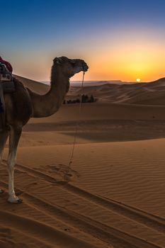 Merzouga in the Sahara Desert in Morocco