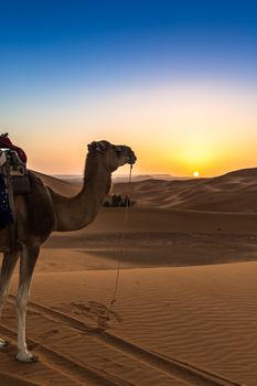 Merzouga in the Sahara Desert in Morocco