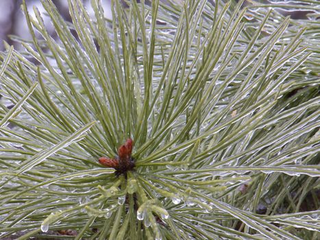 Pine needles coated with layer of ice