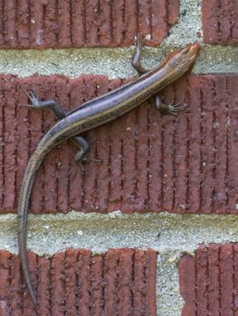 Brown lizard clings to red brick wall.