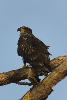 Juvenile bald eagle perched in tree