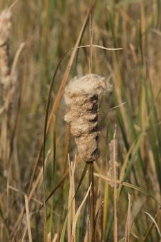 Cattail blooming in wetlands at Blackwater NWR