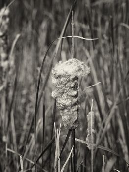 Cattail in bloom at Blackwater NWR in monochrome