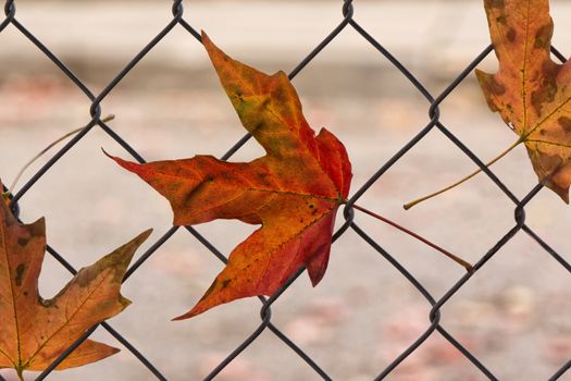 Fall maple leaves caught in wire fence
