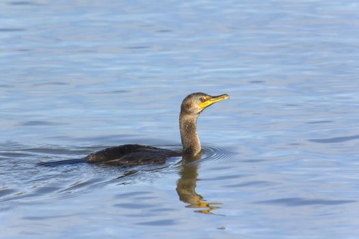 Cormorant swimming in Susquehanna River near Conowingo Dam.