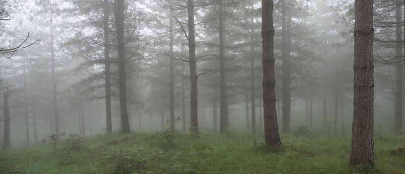 forest landscape in autumn with fog