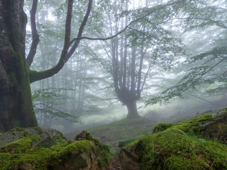 forest landscape in autumn with fog