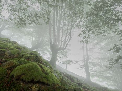 forest landscape in autumn with fog