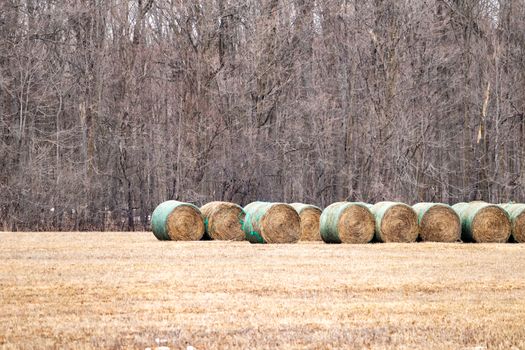 Several rolls, or round bales, of hay lie in an agricultural field in front of a wooded area in the winter.
