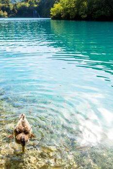 Plitvice Lakes, Croatia Waterfall. Amazing Place.