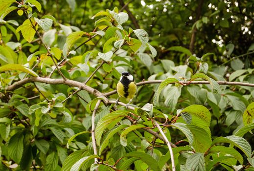 A friendly Great Tit, latin name Parus major, posing for a photograph in a shrub.
