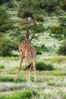 Giraffe crossing the trail in Samburu Park in central Kenya