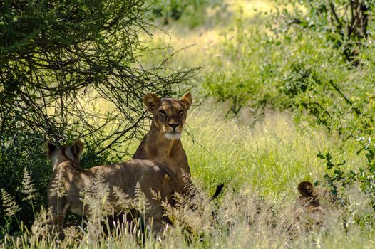 Lioness under a tree in the savannah of Samburu Park in central Kenya in East Africa