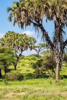 View of the trails and savannah of Samburu Park in central Kenya