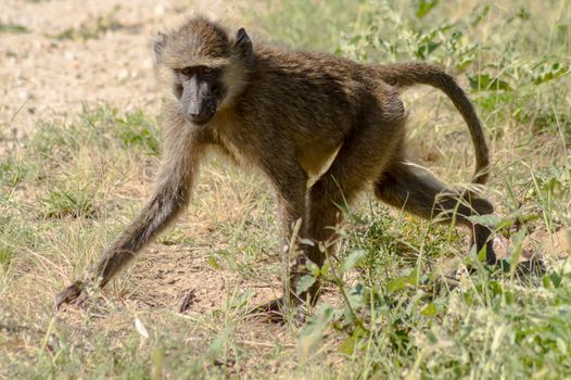Vervet monkey in the natural habitat of the African savannah of Samburu Park in central Kenya