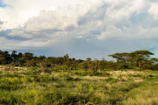 View of the trails and savannah of Samburu Park in central Kenya