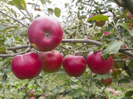 Rip red apple on a tree in nature over green background