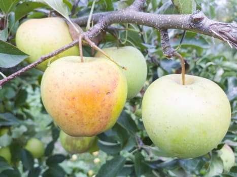 Yellow apple on tree branch and leaves behind