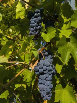 Red grapes and green leaves in a vineyard