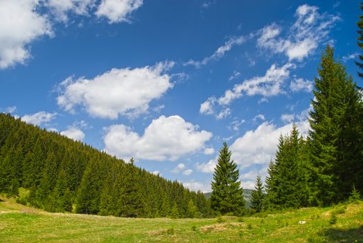 Evergreen tree forest and the blue sky, summer landscape