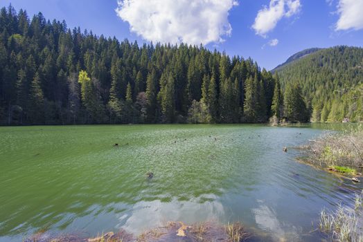 Green lake (actually called Red Lake, Romania) with some dead tree in it and evergreen forest, summer scene.