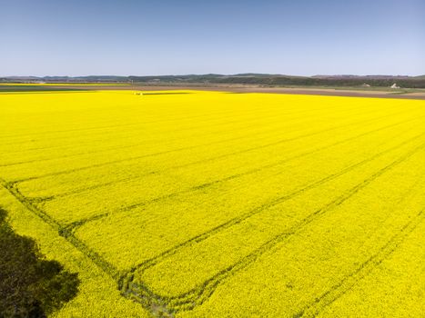 Aerial view of rape field with tractor tracks, beautiful yellow flowering