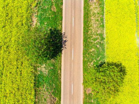 Road between yellow rape field, above view