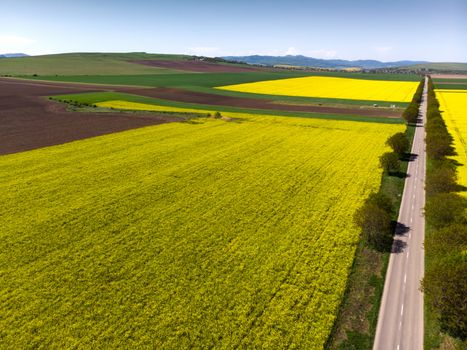 Yellow rape fields and a empty road near, aerial view