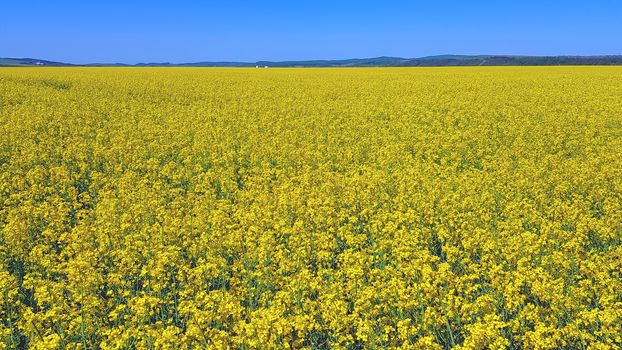 Yellow canola in bloom, rapeseed field against blue sky