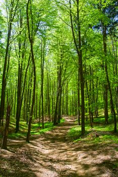 Hike path through a forest in spring, young green foliage