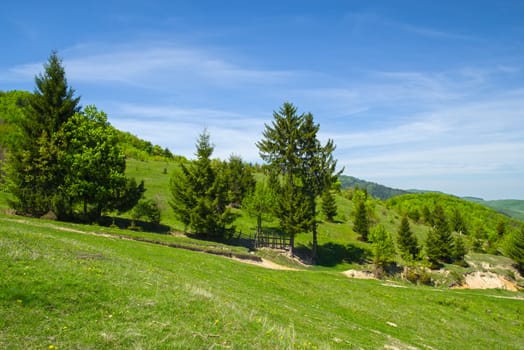 Young green foliage, rural landscape  and ground road