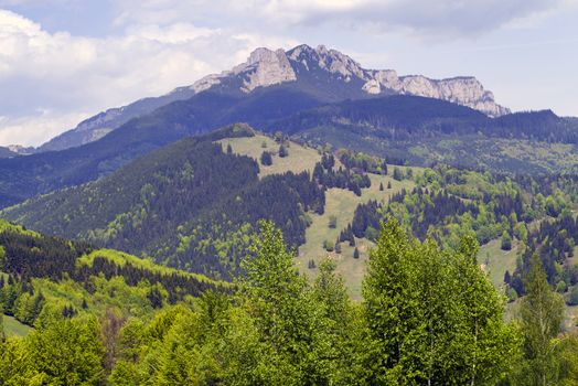 Spring forest landscape, young green trees