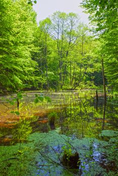 Lake mirroring of spring forest, young green trees