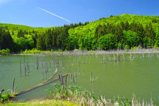 Dead trees in spring lake. Cuejdel lake is the biggest natural dam lake in Romania. It has its origins in a landfall that blocked the entire valley.