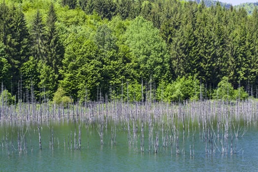 Old forest, now lake. Cuejdel lake is the biggest natural dam lake in Romania. It has its origins in a landfall that blocked the entire valley.