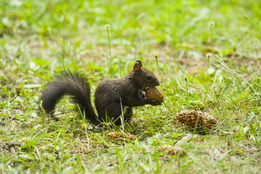 Cute squirrel holding a nut in his paws