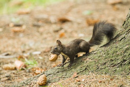 Red squirrel carrying a nut in mouth