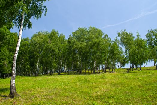 Birch forest in the sun, summer landscape in birch tree forest