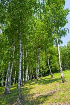 Birch grove, forest trail in early summer