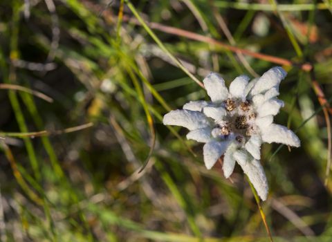 Beautiful Edelweiss flower in romanian mountains, one of the best known protected alpine flower.