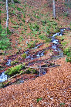 Mountain brook flowing in forest, autumn scene